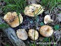 Lactarius zonarius-amf1137